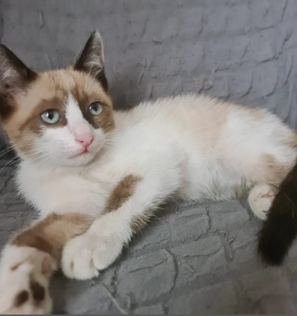 Котята 3 месяца бесплатно