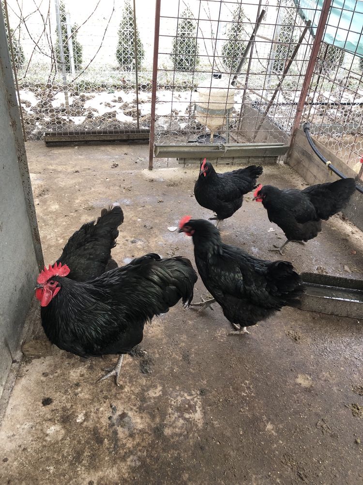 Oua incubat australorp negru