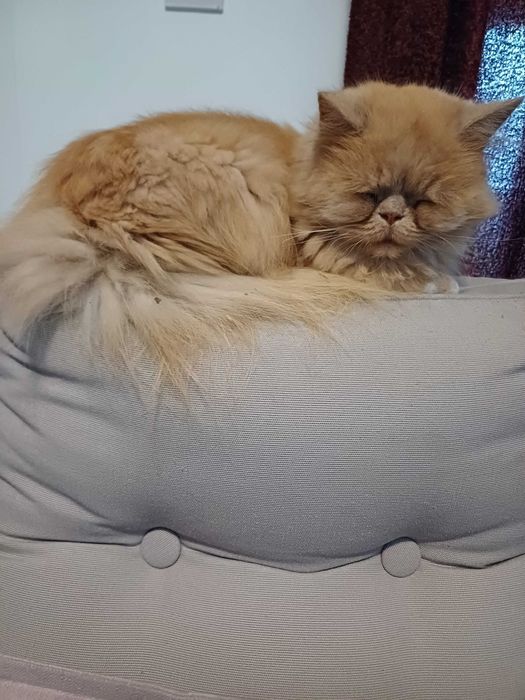 Персийска котка, свободна в добър дом.  Persian Cat free to good home