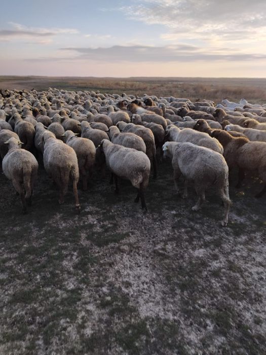 Oi Țigăi de vânzare