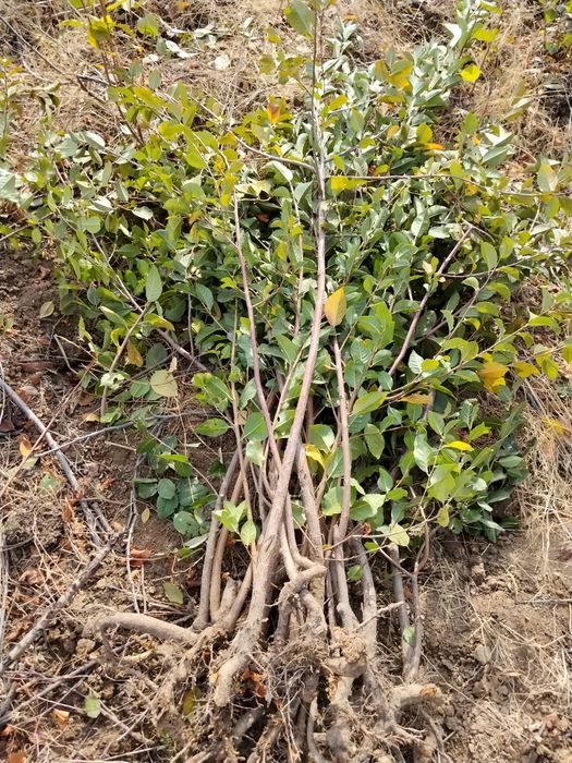 Gilos achchiq gilos koʻchati