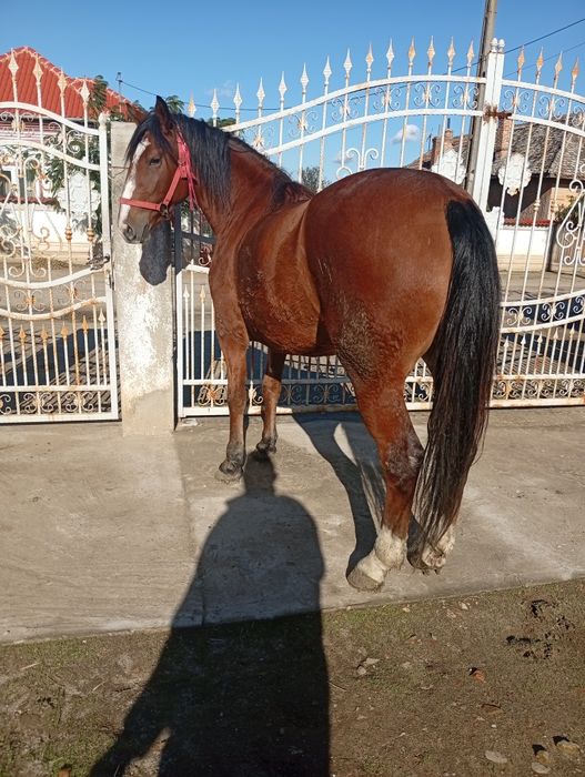 Vand cârlană  cuminte și fara narav