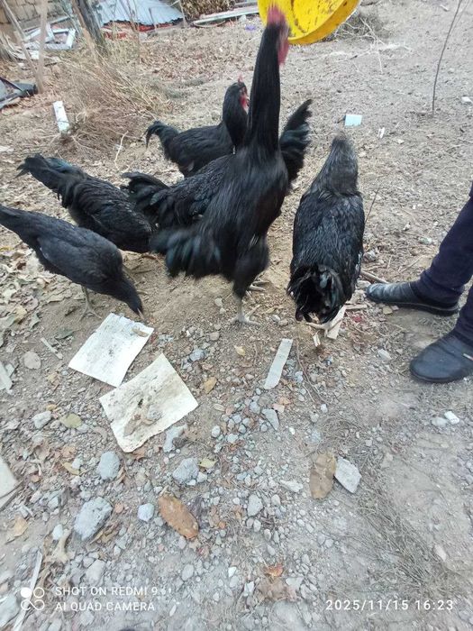 Qora Shahzoda Xo'roz