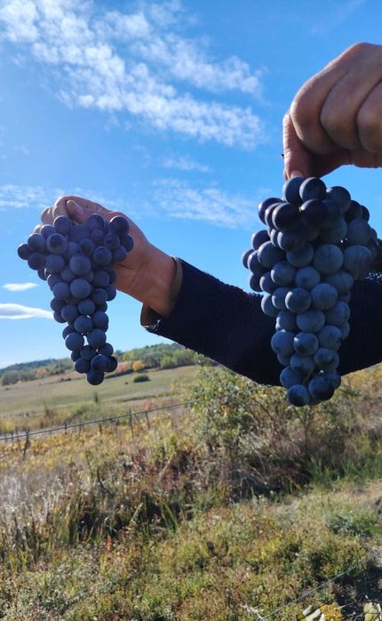 Vând struguri și must!