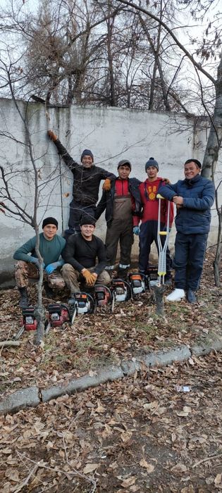 Спил деревье и вывоз веток в Ағаш кесу. Бригада   .