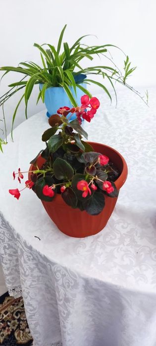 Комнатные цветы продам