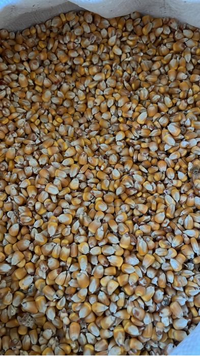 Бидай Арпа Жүгері Кебек