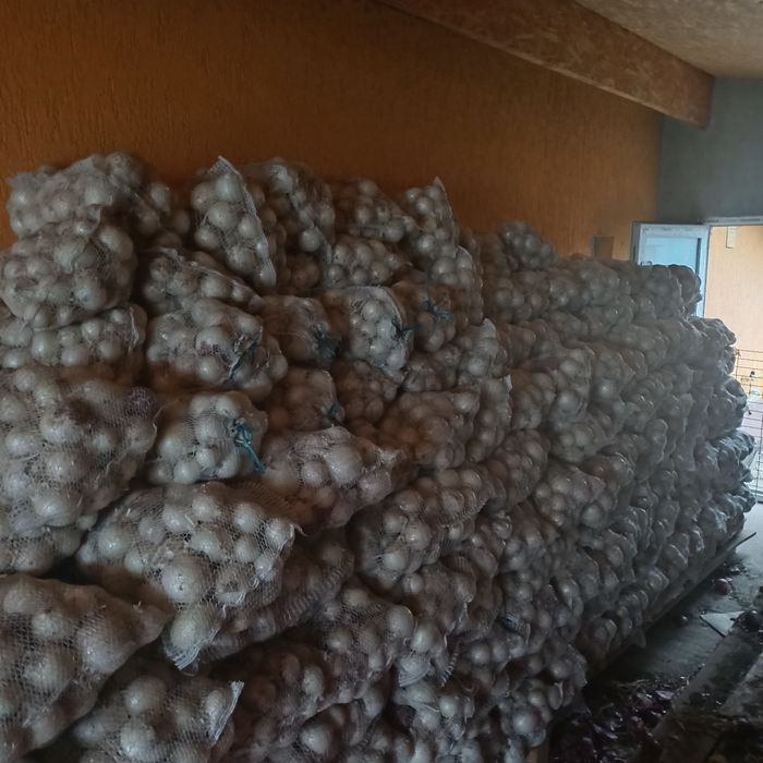 Vând ceapă albă și ceapă roșie