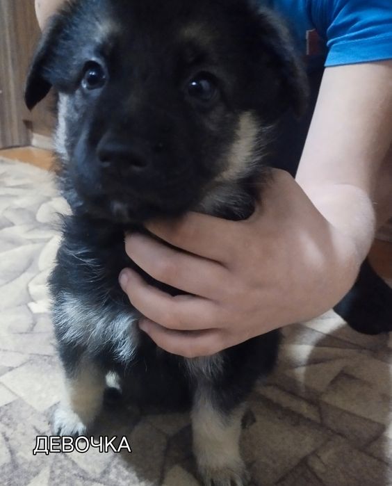 Готовы к продаже щенки немецкой овчарки