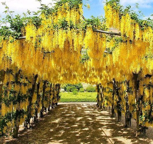 Wisteria (Glicina La Ghiveci) Diferite Culori