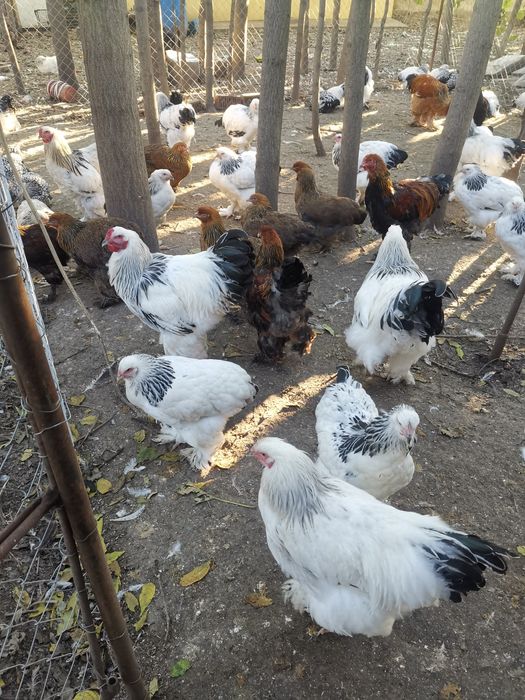 Vând cocoși brahma hd