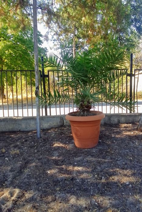 Големи Финикови палми