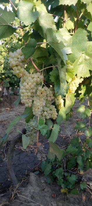 Struguri nohan alb De Vânzare