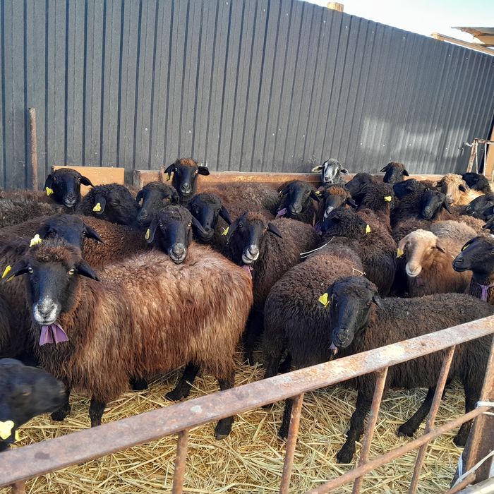 Қойлар бар сатылатын