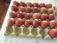 Ouă pentru incubat găini de rasă Marans negru arămiu
