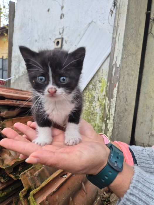 Подарявам котенца