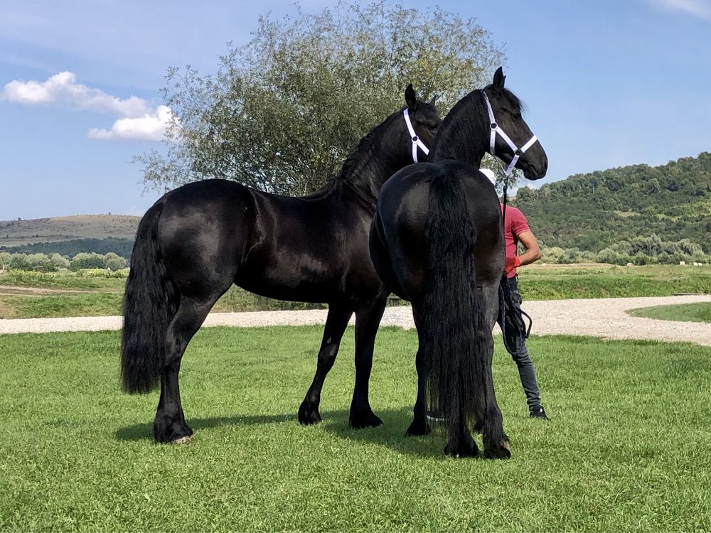 Iepe Friesian pereche iepe Frizian