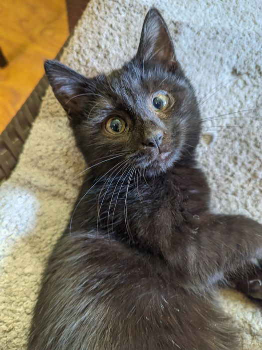 Котёнок чёрный мальчик ищет дом, 2 месяца