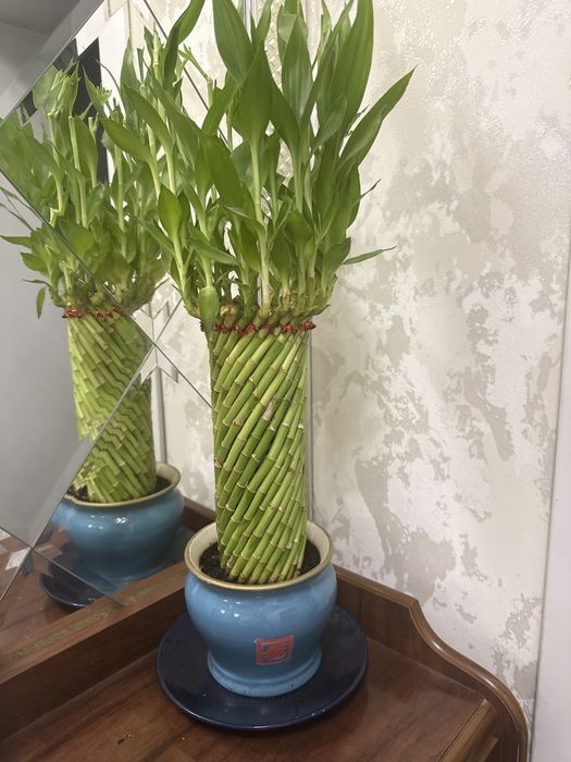 Omad guli Bambuk драцена Сандера