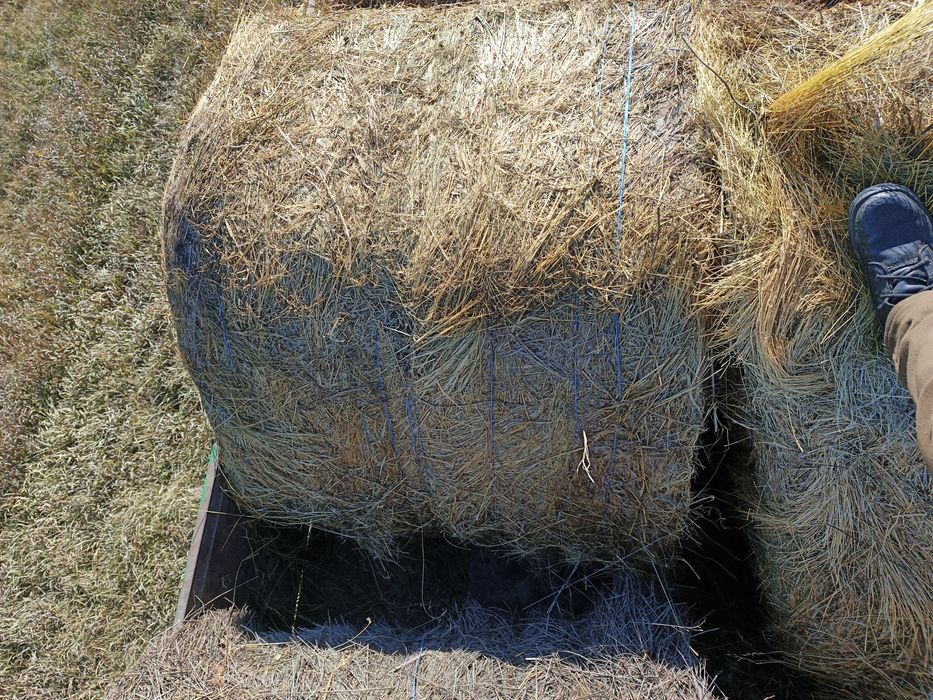 Продам сено луговое