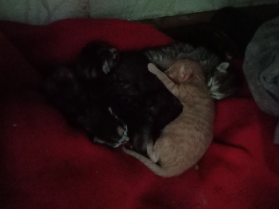 Отдам котенка в хорошие руки.