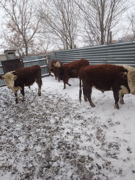 Продам 3 бычка и одну телку