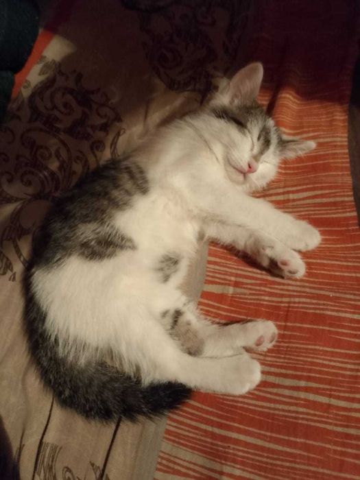 Отдам котят в хорошие руки