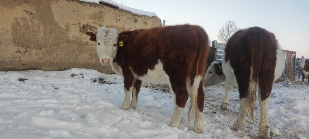 Бір жарым жасарпррр