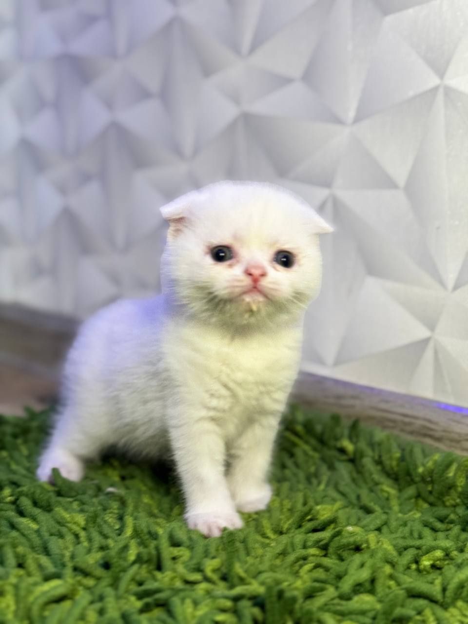Скоттиш фолд чистопородные
