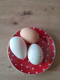 Домашние яйца...