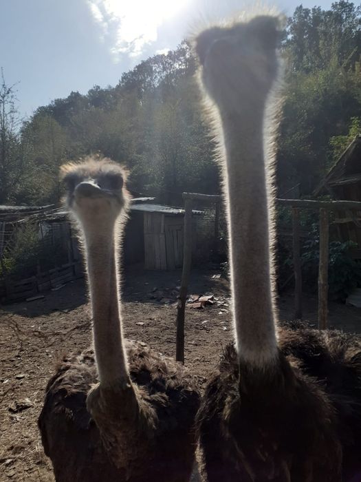 Vând o pereche de struți. Vârstă 2 ani .