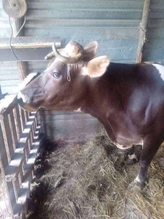 Vaca Bălțată romaneasca
