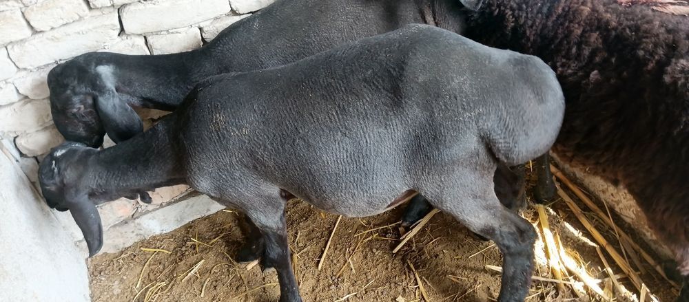 Sovliq qoylar sotiladi