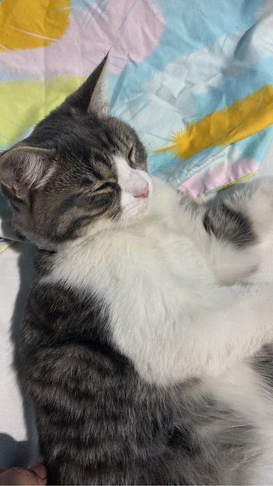 Отдам кошку в хорошую руку