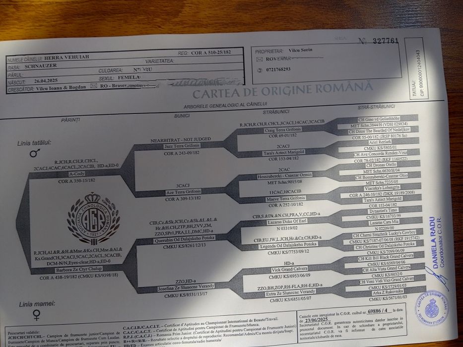 Schnauzer standard mittelschnauzer Negru pedigree tip A