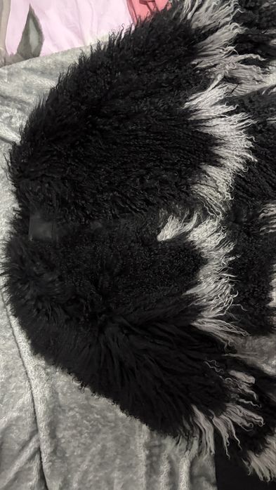 Blana oaie mongoleza