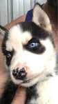 Husky siberian Pui Echilibrați