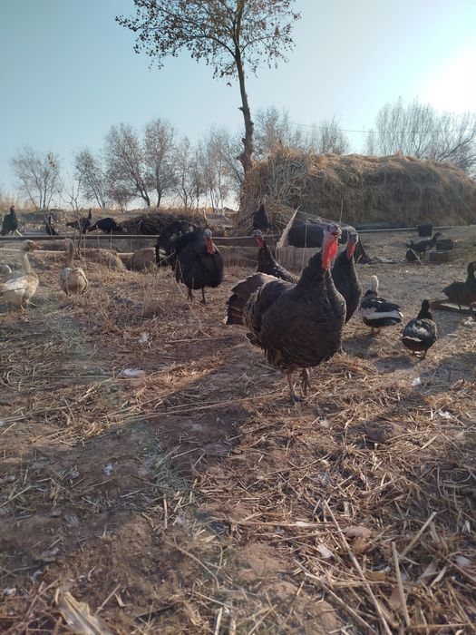 Сотилади, индук гоз хо'роз