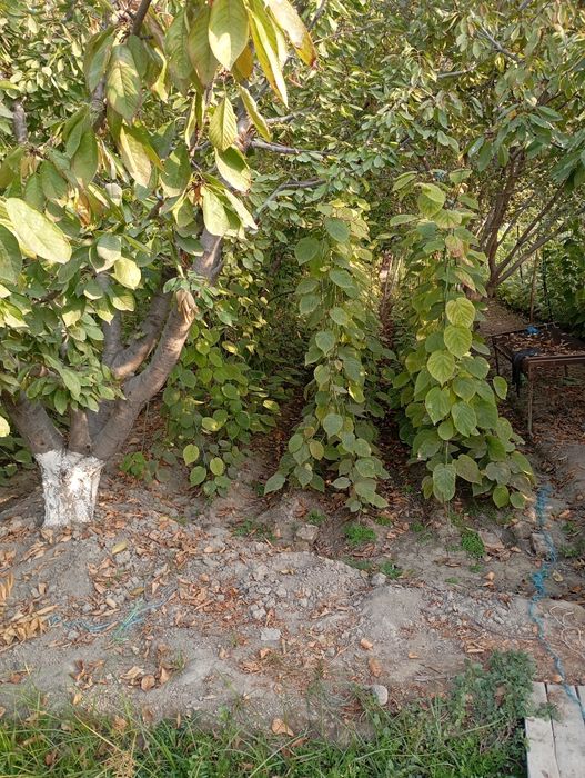 Киви кучатлари 1-2-3 йиллик