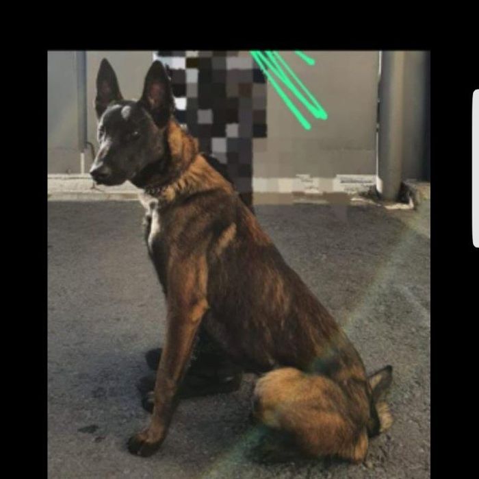 малиня тозза кон