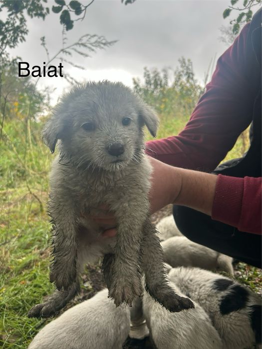 Catei spre adoptie