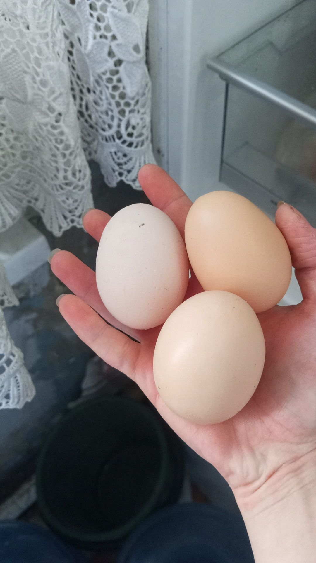 Домашние куриные яйца.