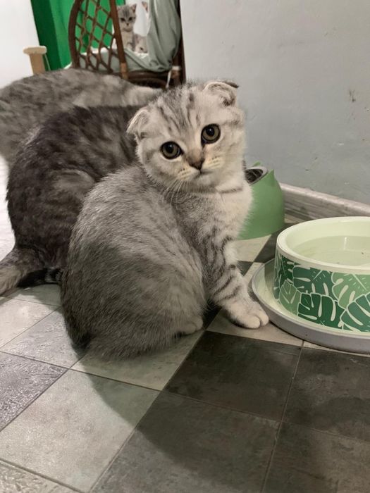 Pisicuta Scottish Fold cu pedigree