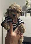 Пудел тийкъп /Poodle toy Малтипу Maltipoo