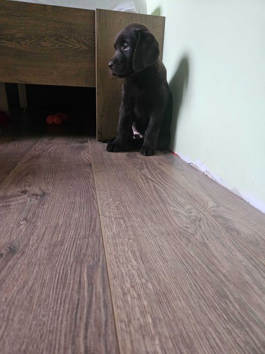 Продавам бебе лабрадор