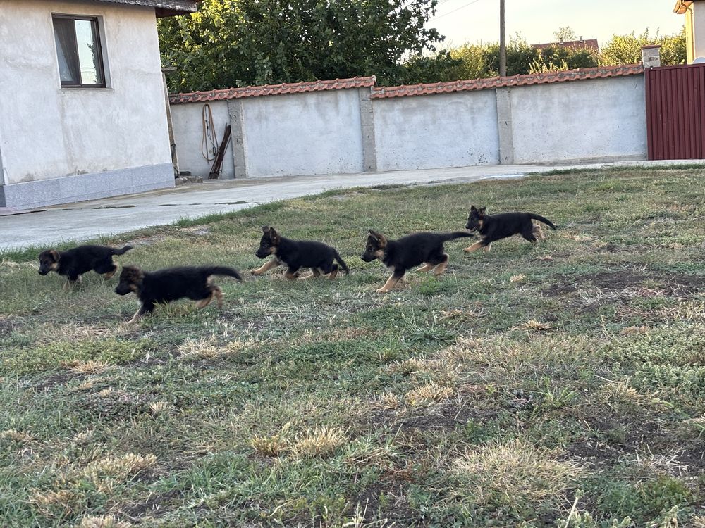 Немска овчарка чисто кръвна