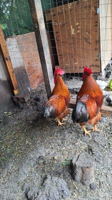 Vand cocoși de 1 an