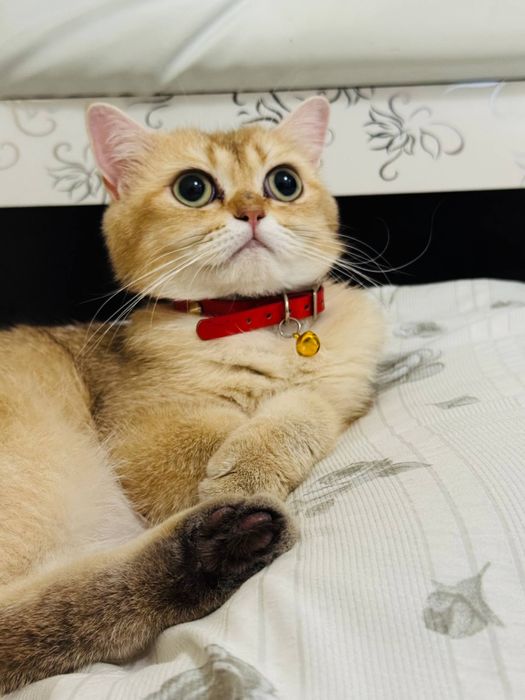 Золотая шиншилла