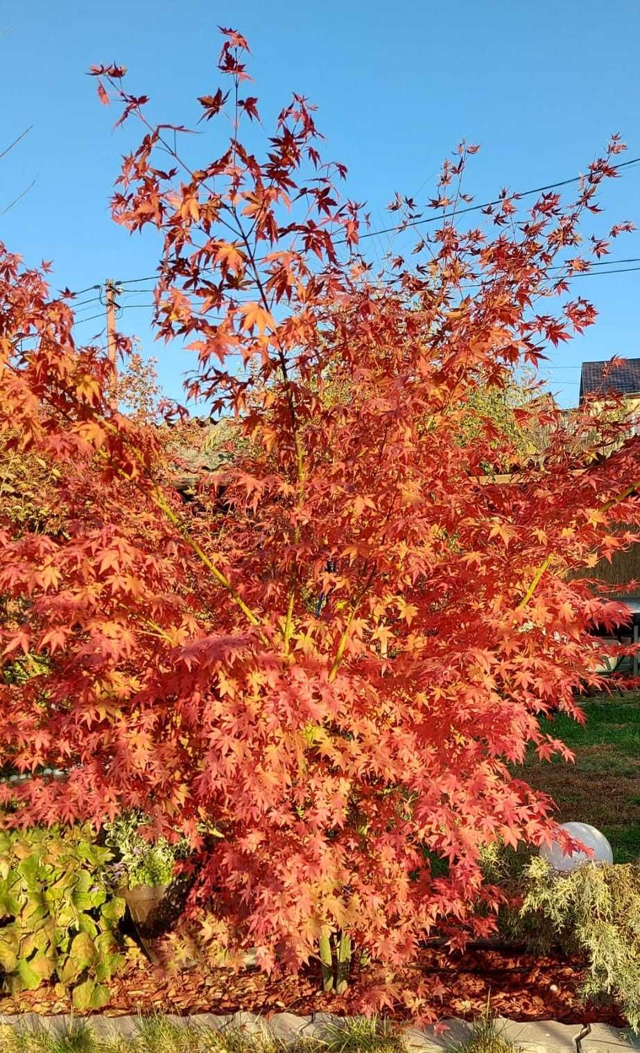 Artar Japonez (Acer Palmatum) la ghiveci, 100-150cm