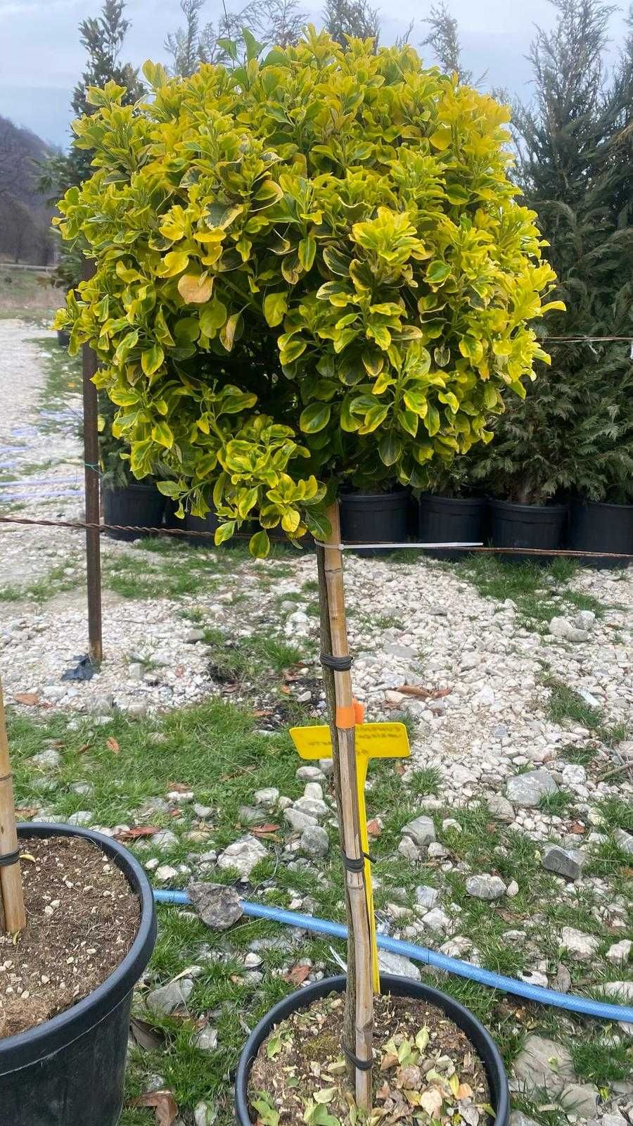 Plante ornamentale cu montaj inclus la cerere